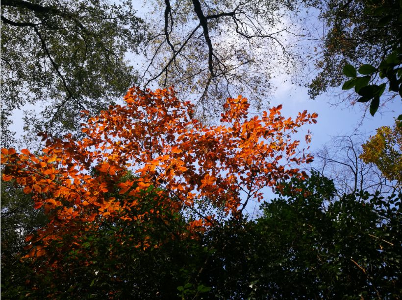 跟着攻略玩昆明,成都青城山都江堰一日游最佳攻略