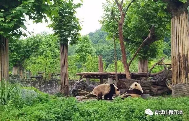 跟着攻略玩昆明,成都青城山都江堰一日游最佳攻略
