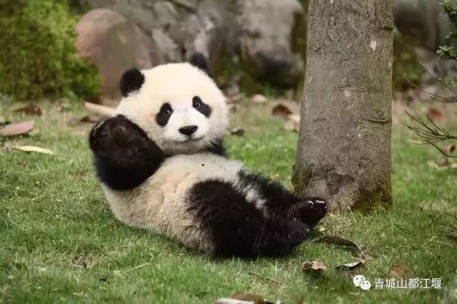 跟着攻略玩昆明,成都青城山都江堰一日游最佳攻略