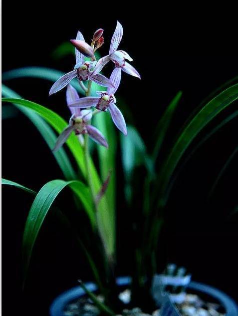 【聆听时刻】是叹惜年华的虚度,外四首作者：包其祥 朗读：桂仙