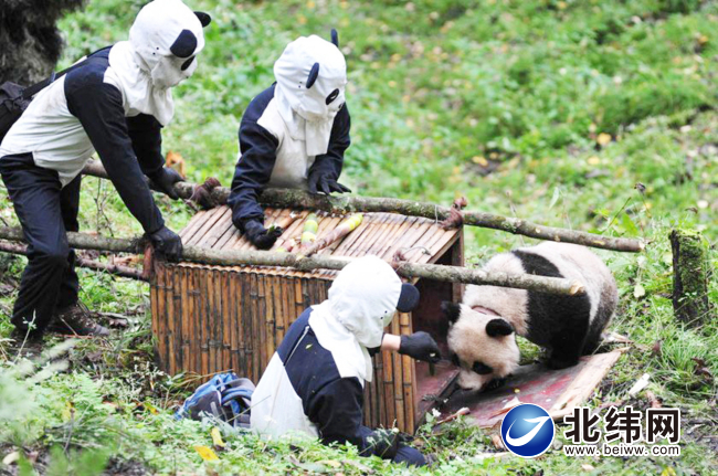 到卧龙神树坪基地看大熊猫,卧龙看大熊猫去哪里