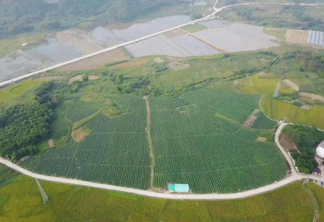 凭祥市获得的荣誉,崇左市表彰先进集体和个人