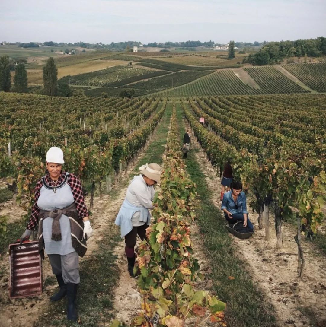 养十几只狗狗博主,网红养小土狗日常