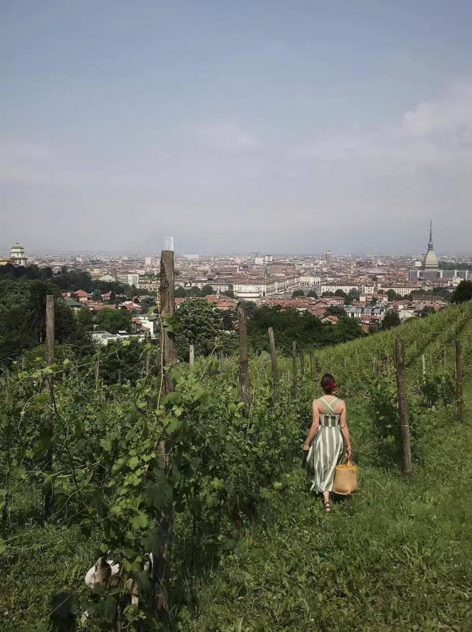 养十几只狗狗博主,网红养小土狗日常