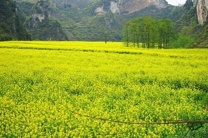 织金原始村寨,织金营上古寨离织金县城有多远