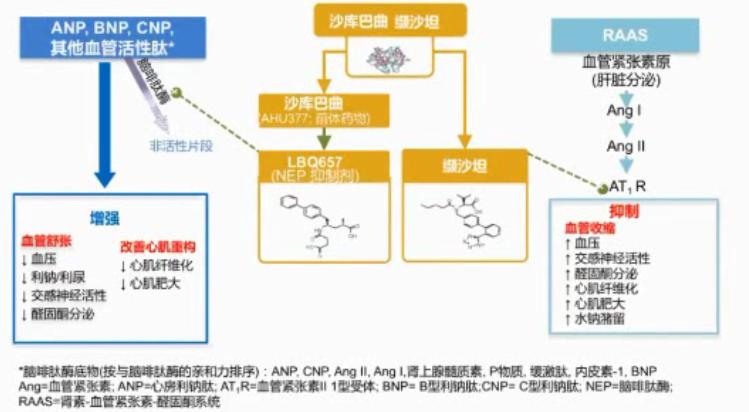 规范HFrEF的药物治疗——RAAS*制剂抑**与MRA