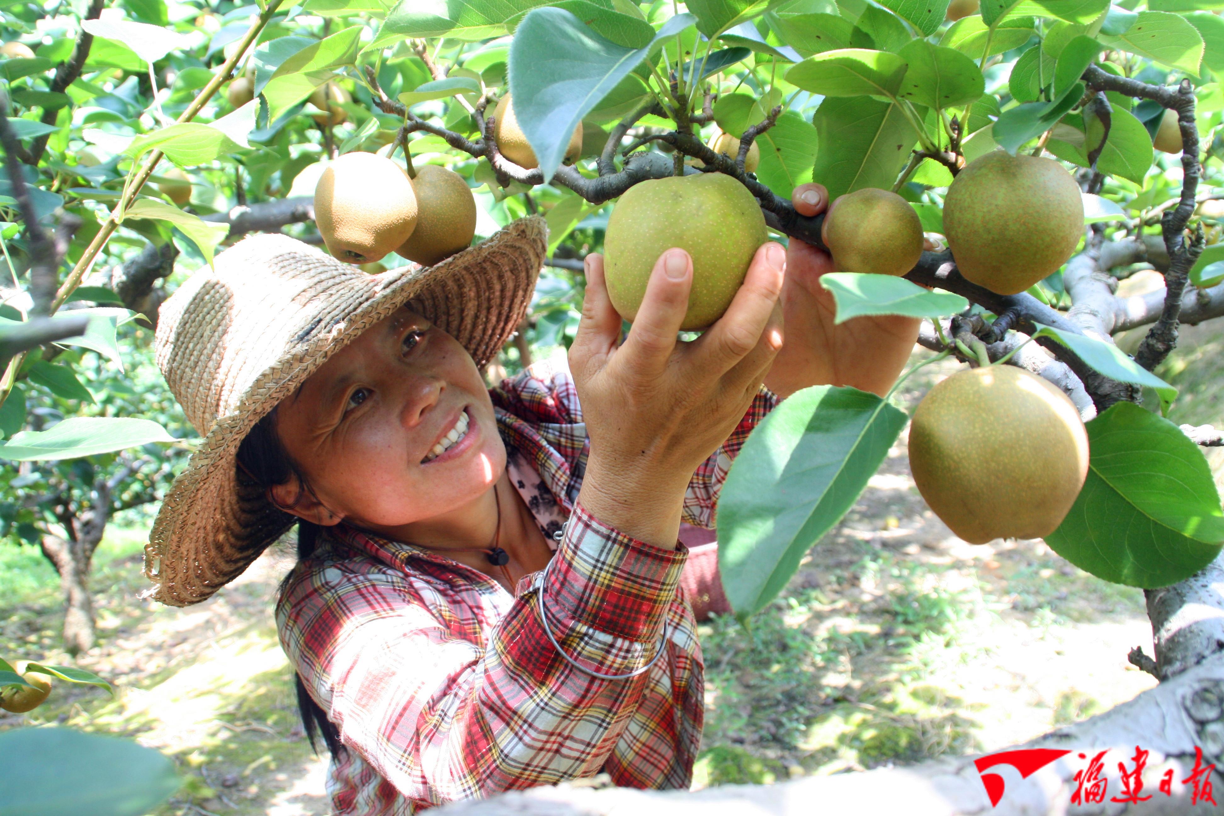 建宁水稻种子,建宁县水稻种子