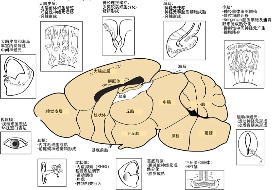 一孕傻三年这个说法存在吗,一孕傻三年是真的