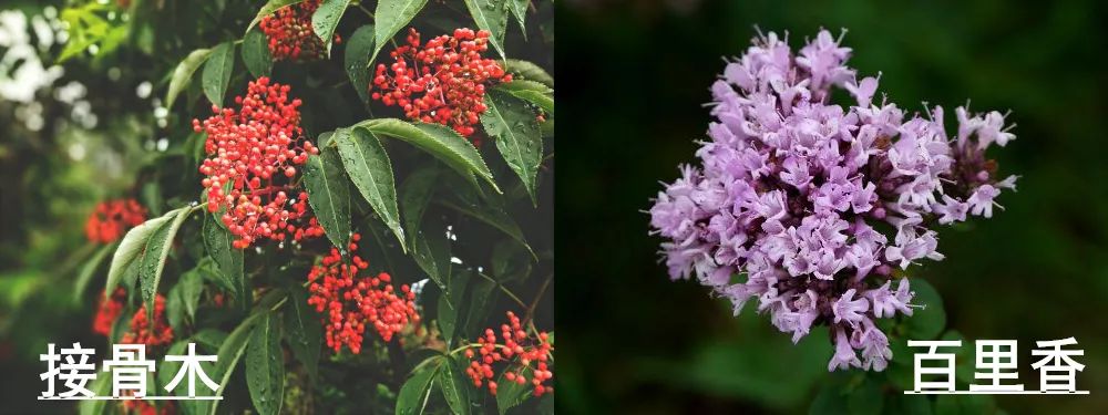 口臭的解决方法胃不好,口臭可能是你的胃出了问题