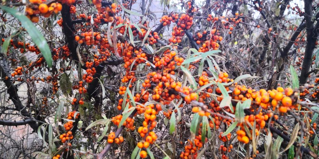 云巅金马池，诗意的远方