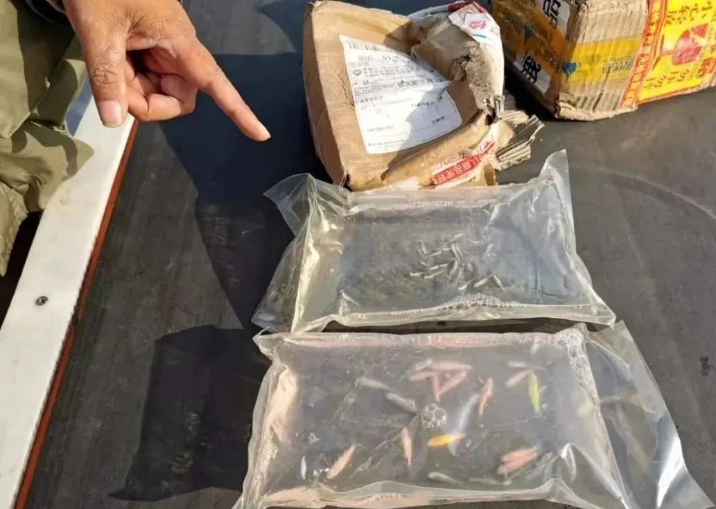 快递大面积停摆官方回应,北京中通多个快递点快件积压