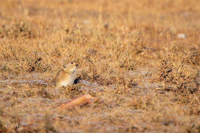 青海玉树旅游攻略,青海南大门三江源头