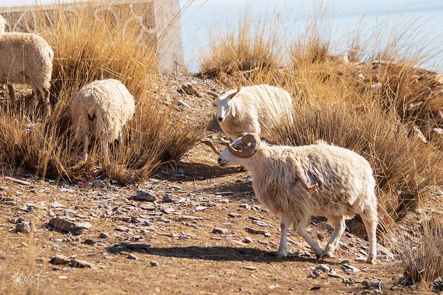 青海玉树旅游攻略,青海南大门三江源头