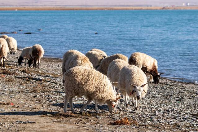 青海玉树旅游攻略,青海南大门三江源头