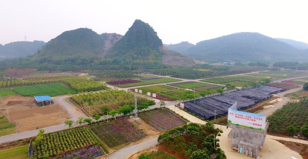 苗木种植基地工程,一片苗木基地播撒致富种子