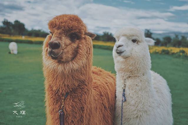 长沙自驾去大理多少钱,生活需要惊喜自驾直奔大理