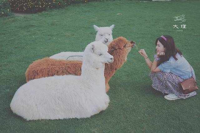 长沙自驾去大理多少钱,生活需要惊喜自驾直奔大理