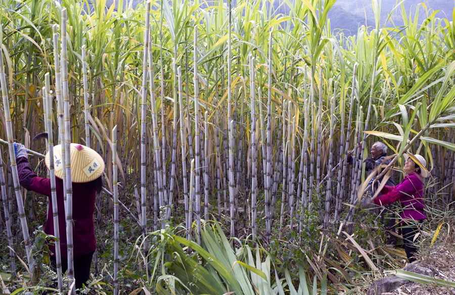 甘蔗废料利用,甘蔗废料可以直接做肥料