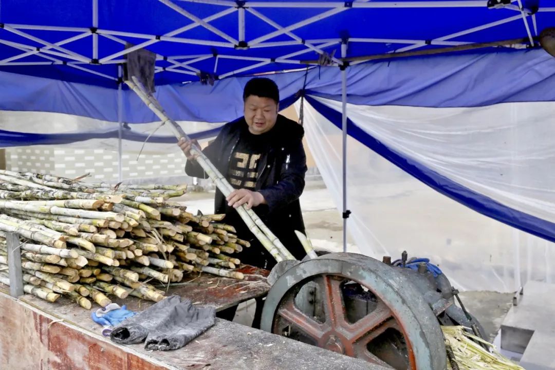 甘蔗废料利用,甘蔗废料可以直接做肥料