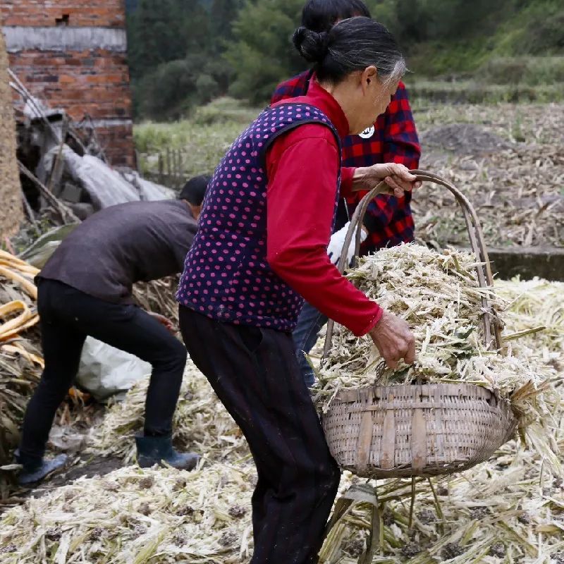 甘蔗废料利用,甘蔗废料可以直接做肥料