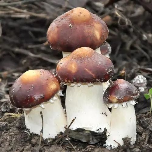 甘蔗废料利用,甘蔗废料可以直接做肥料