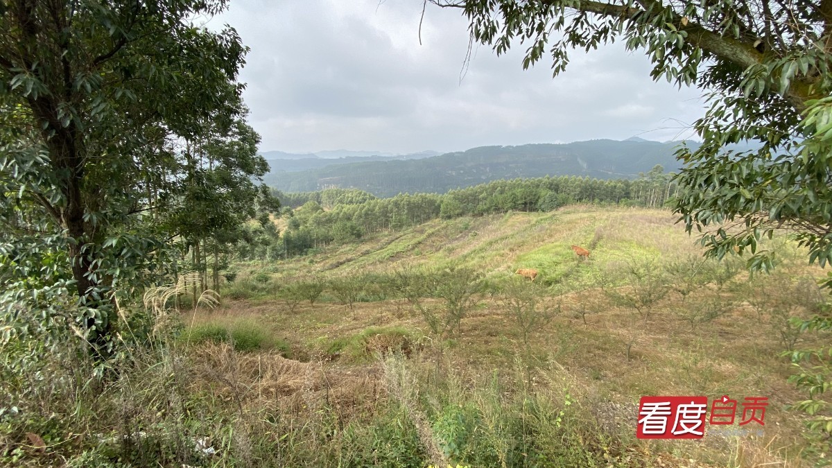 生态茶园致富路,千亩有机茶园草根创业