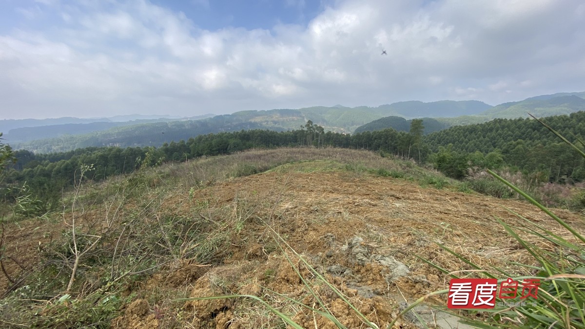 生态茶园致富路,千亩有机茶园草根创业