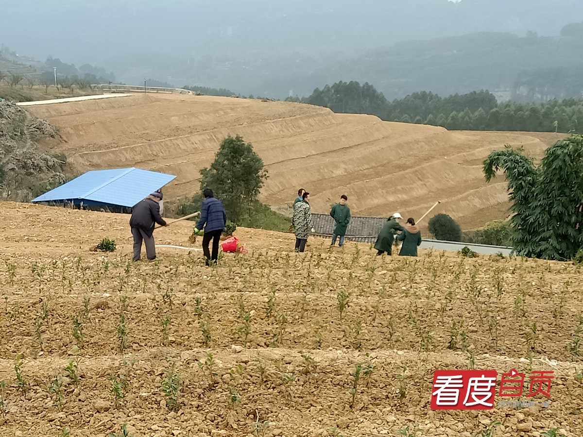 生态茶园致富路,千亩有机茶园草根创业