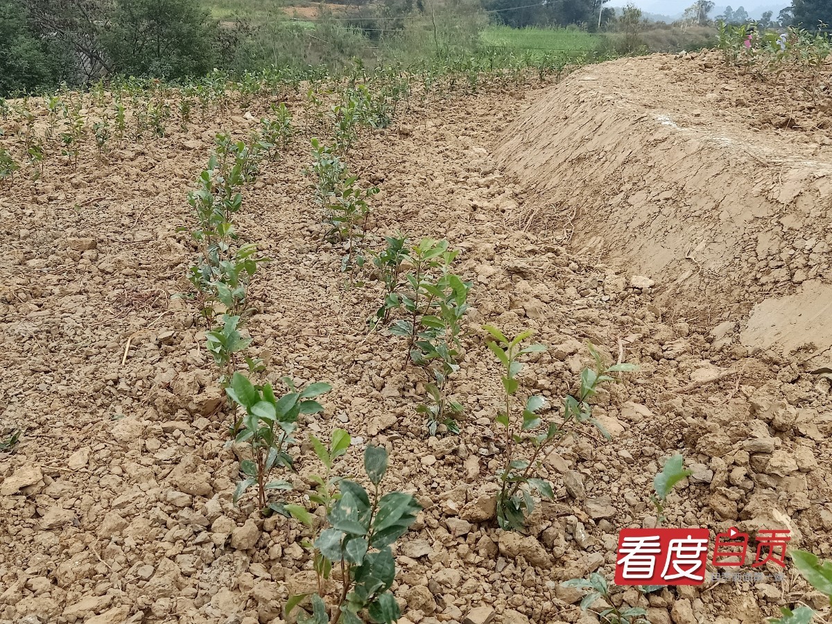 生态茶园致富路,千亩有机茶园草根创业