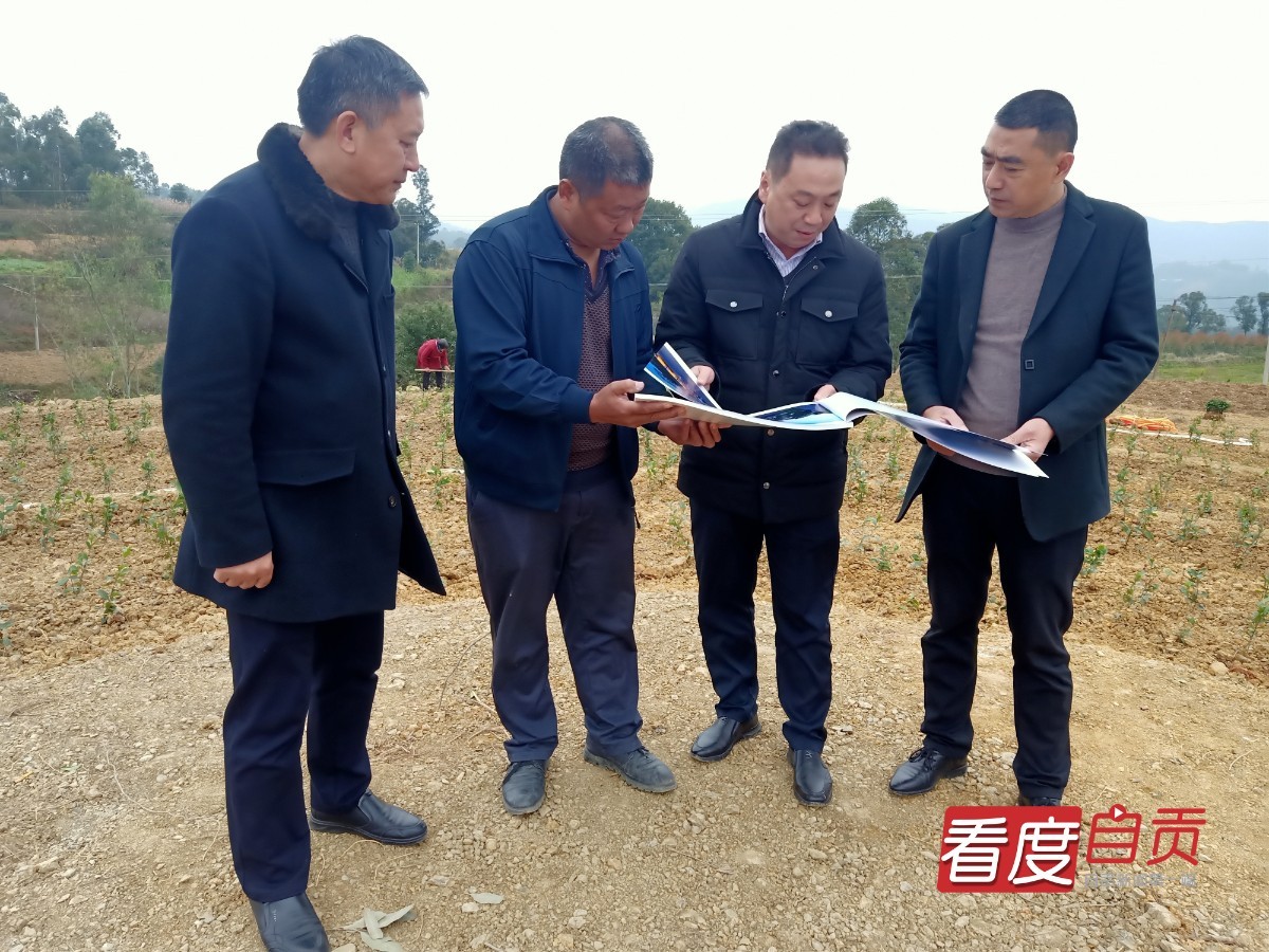 生态茶园致富路,千亩有机茶园草根创业