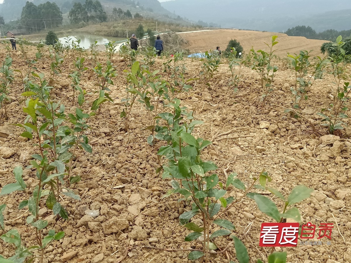 生态茶园致富路,千亩有机茶园草根创业