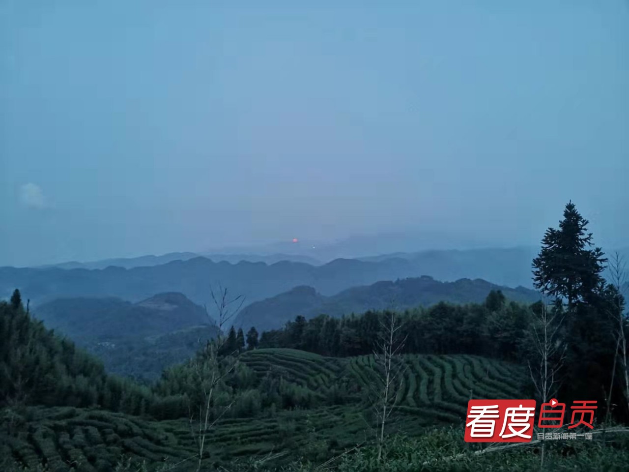 生态茶园致富路,千亩有机茶园草根创业