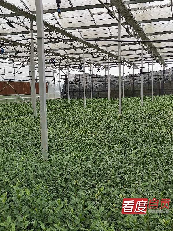 生态茶园致富路,千亩有机茶园草根创业