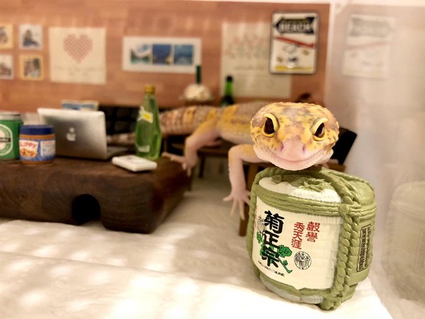 豹纹守宫的笑脸,微笑豹纹守宫