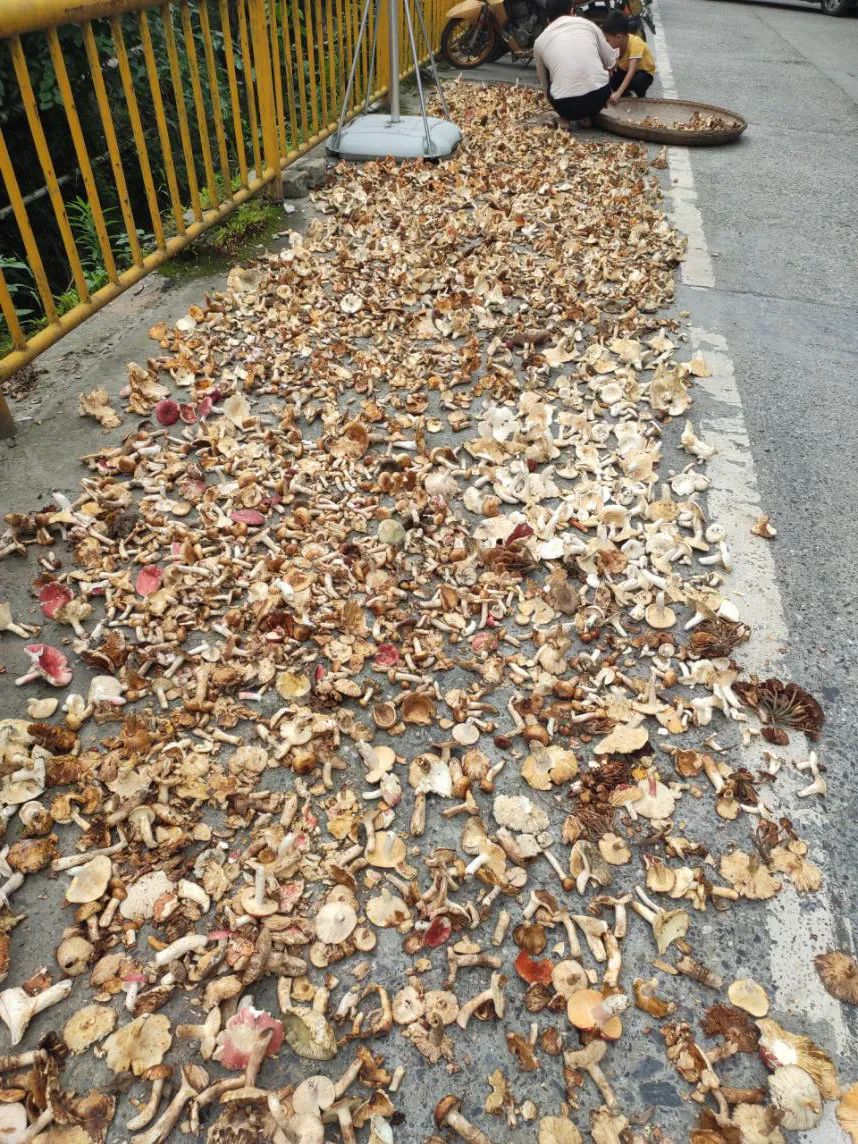 根瘤菌和菌根菌的区别,菌根指的是什么