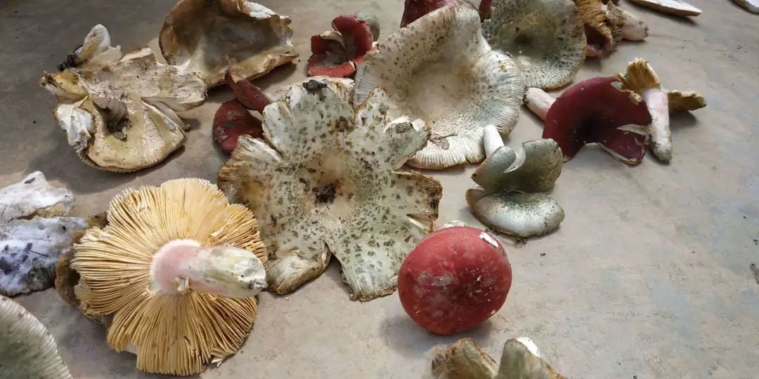 根瘤菌和菌根菌的区别,菌根指的是什么