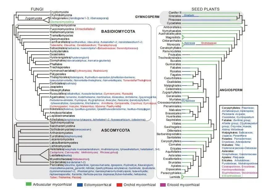 根瘤菌和菌根菌的区别,菌根指的是什么