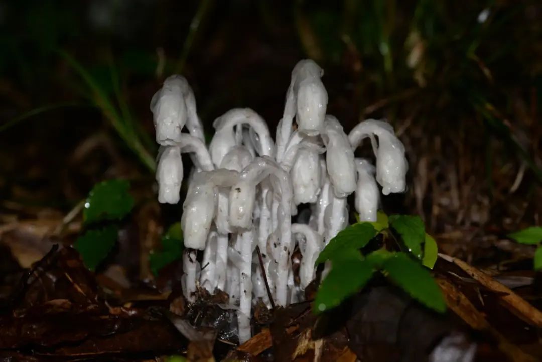 根瘤菌和菌根菌的区别,菌根指的是什么