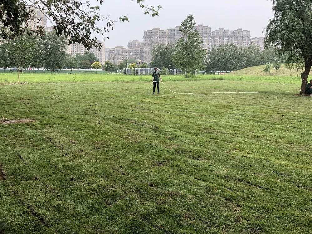 垃圾场变森林居民生活环境大翻新,垃圾场变身城市公园