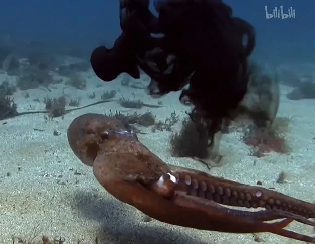 猫的咕噜声能缓解紧张吗,猫的咕噜噜声能够帮助长高吗