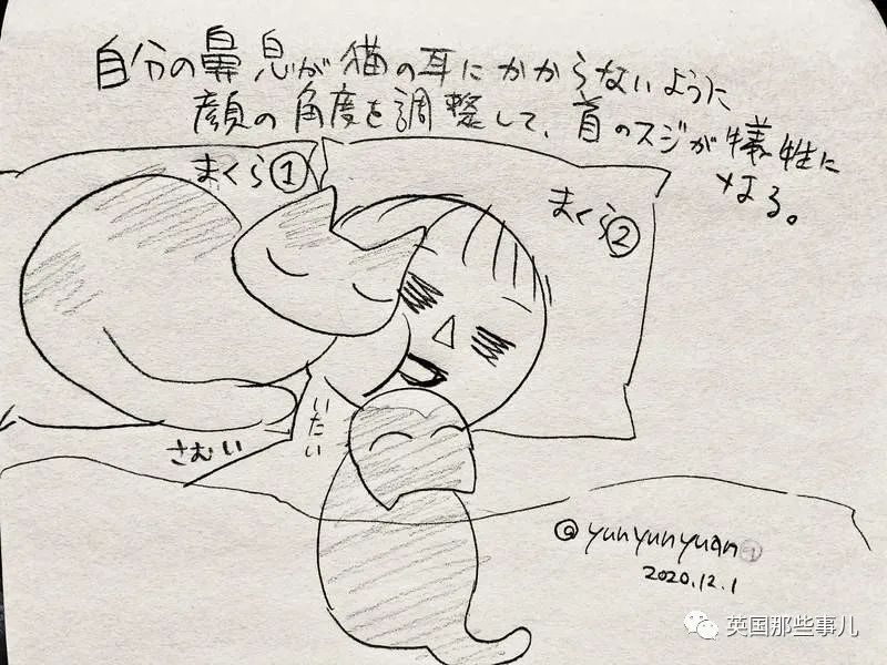 多猫家庭猫咪也会尿闭吗,多猫家庭为什么不能洗澡