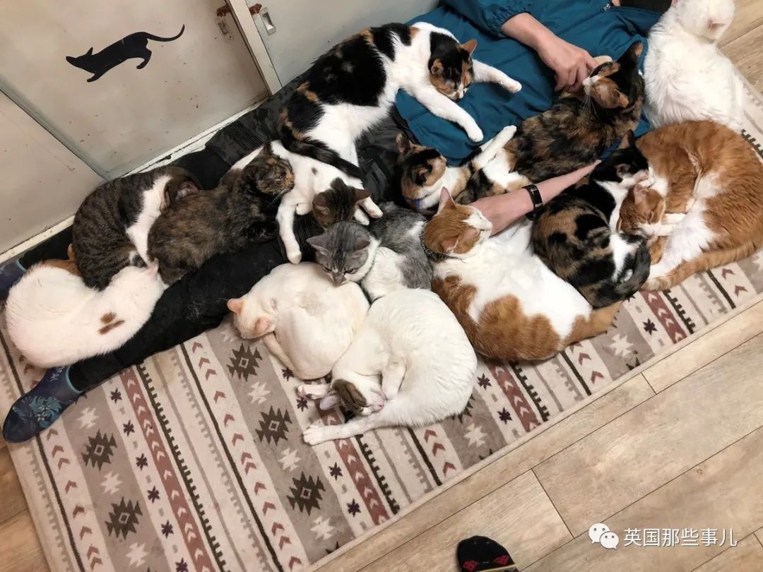 多猫家庭猫咪也会尿闭吗,多猫家庭为什么不能洗澡