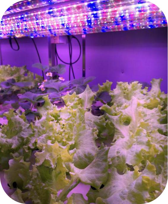 像嫦娥五号一样，去“月宫”挖土！这些学校的劳动课堂爱了爱了！