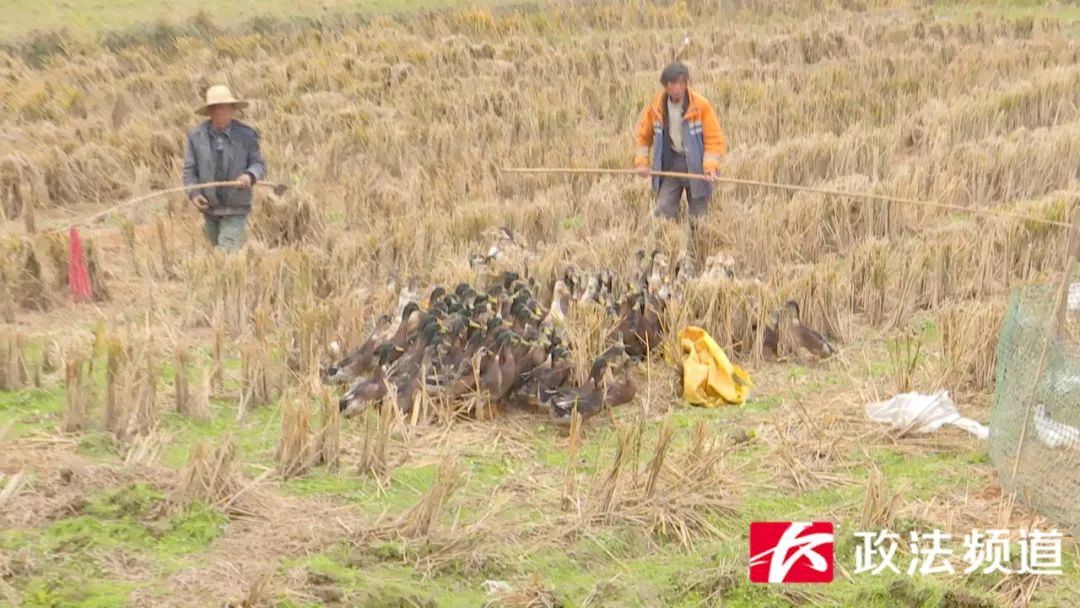 湖南买鸭,长沙买鸭