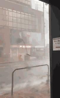 林子大了什么鸟都有下一句,林子大了啥鸟都有歌曲