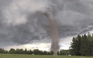 林子大了什么鸟都有下一句,林子大了啥鸟都有歌曲