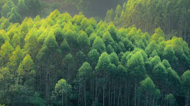 口臭吃了不会口臭的硬糖,口臭吃了糖就不臭了是什么原因