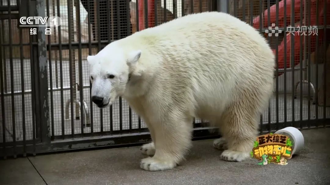 羚王如何展现王的威风？今天18:00档，CCTV-1《正大综艺·动物来啦》带您一探究竟→