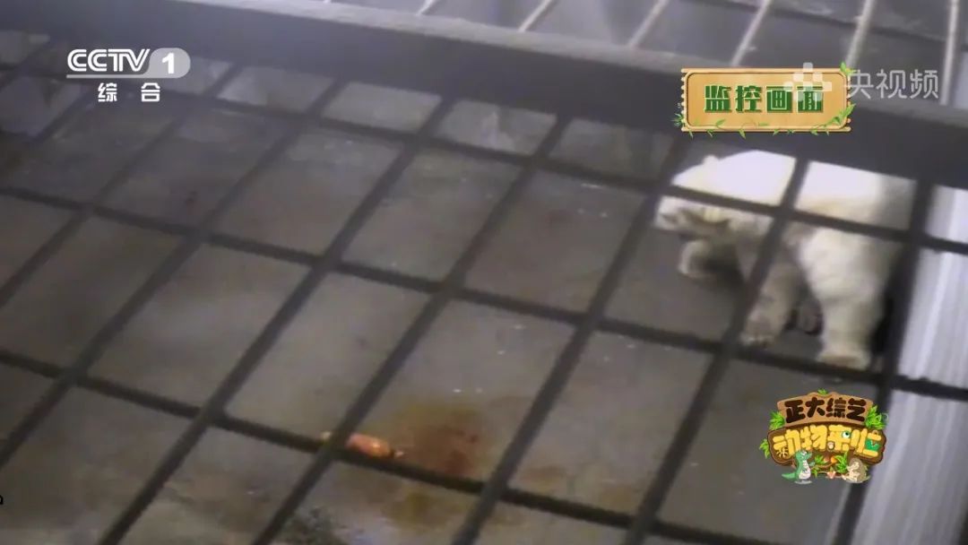 羚王如何展现王的威风？今天18:00档，CCTV-1《正大综艺·动物来啦》带您一探究竟→