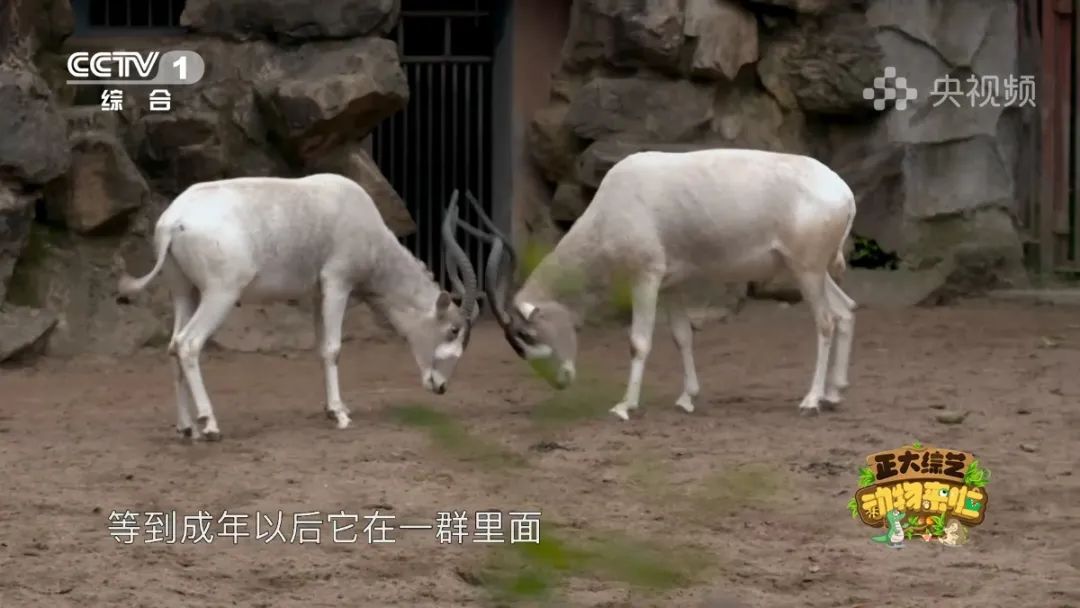 羚王如何展现王的威风？今天18:00档，CCTV-1《正大综艺·动物来啦》带您一探究竟→